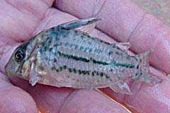 Corydoras bifasciatus